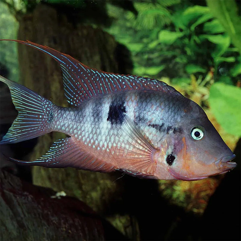 Pronovo Cichlid Granulatm 250 ml - Maxi Zoo Danmark
