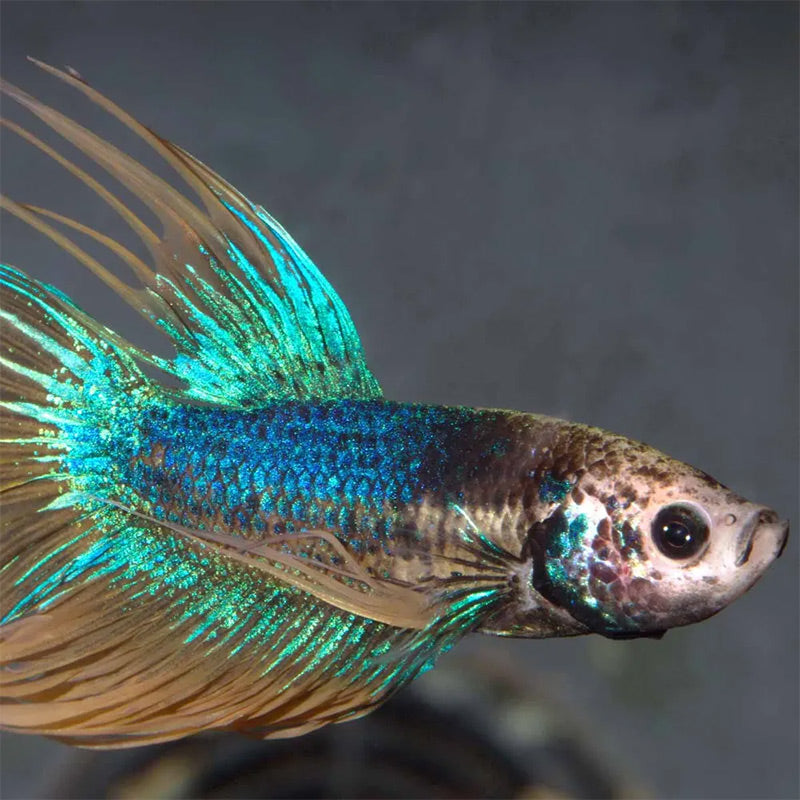 Pronovo Betta Flagers 100 ml - Maxi Zoo Danmark