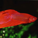 Pronovo Betta Flagers 100 ml - Maxi Zoo Danmark