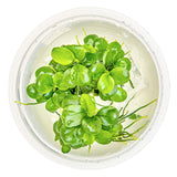 Anubias barteri 'Mini Coin' Nr.9 - Maxi Zoo Danmark