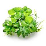 Anubias barteri 'Mini Coin' Nr.9 - Maxi Zoo Danmark