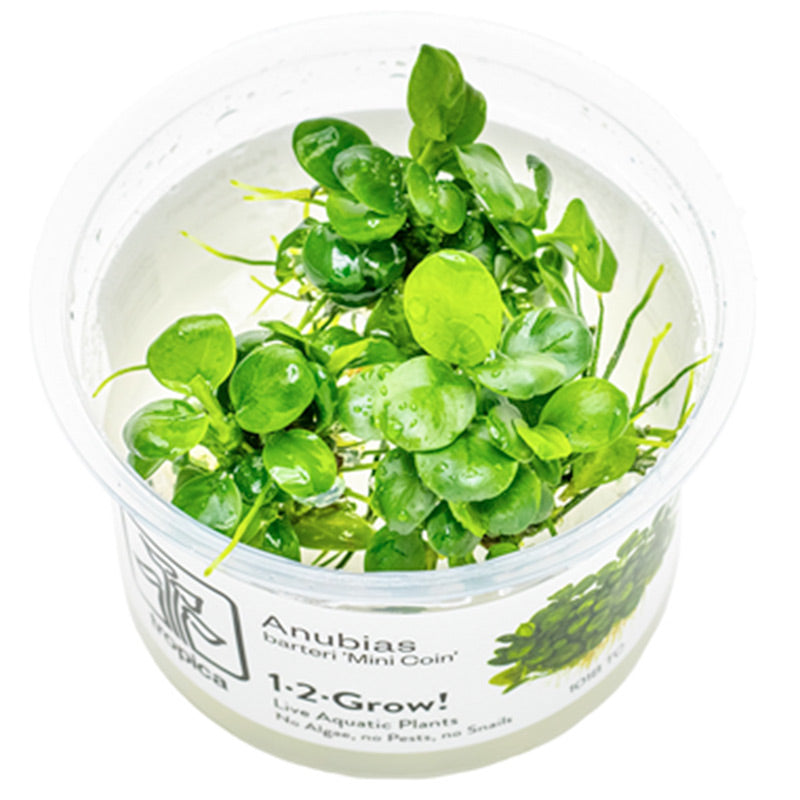 Anubias barteri 'Mini Coin' Nr.9 - Maxi Zoo Danmark