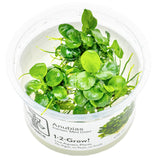 Anubias barteri 'Mini Coin' Nr.9 - Maxi Zoo Danmark