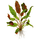 Cryptocoryne wendtii 'Mi Oya' Nr.8 - Maxi Zoo Danmark