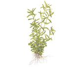 Rotala rotundifolia 'Green' Nr. 8 - Maxi Zoo Danmark