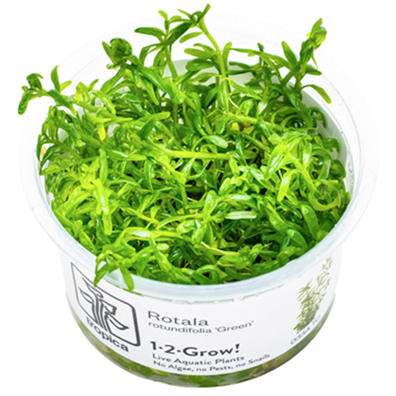Rotala rotundifolia 'Green' Nr. 8 - Maxi Zoo Danmark
