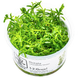 Rotala rotundifolia 'Green' Nr. 8 - Maxi Zoo Danmark