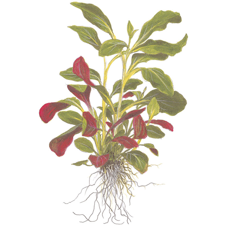 Lobelia cardinalis Nr. 4 - Maxi Zoo Danmark
