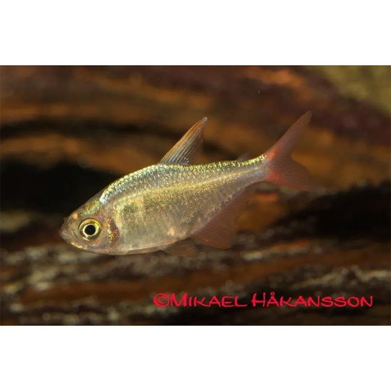 Columbisk rødfinnet tetra 3 - 4 cm - Maxi Zoo Danmark
