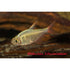 Columbisk rødfinnet tetra 3 - 4 cm - Maxi Zoo Danmark