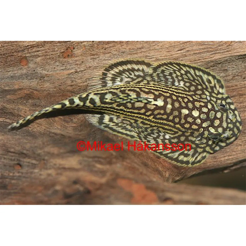 Grøn finnesuger 4 - 6 cm - Maxi Zoo Danmark