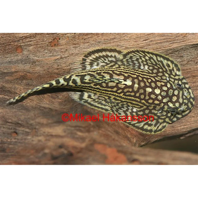 Grøn finnesuger 4 - 6 cm - Maxi Zoo Danmark