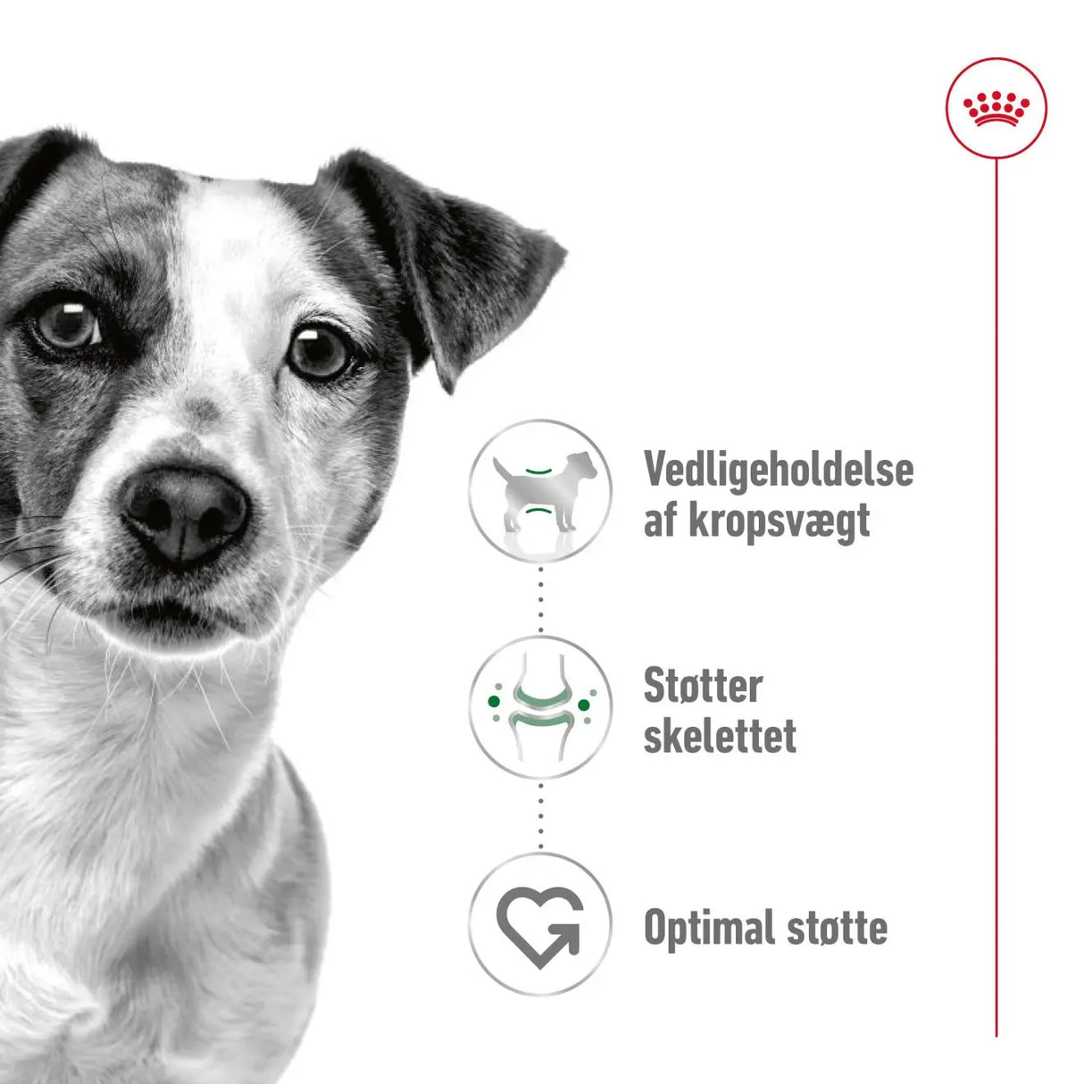 Adult Mini - Maxi Zoo Danmark