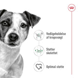 Adult Mini - Maxi Zoo Danmark