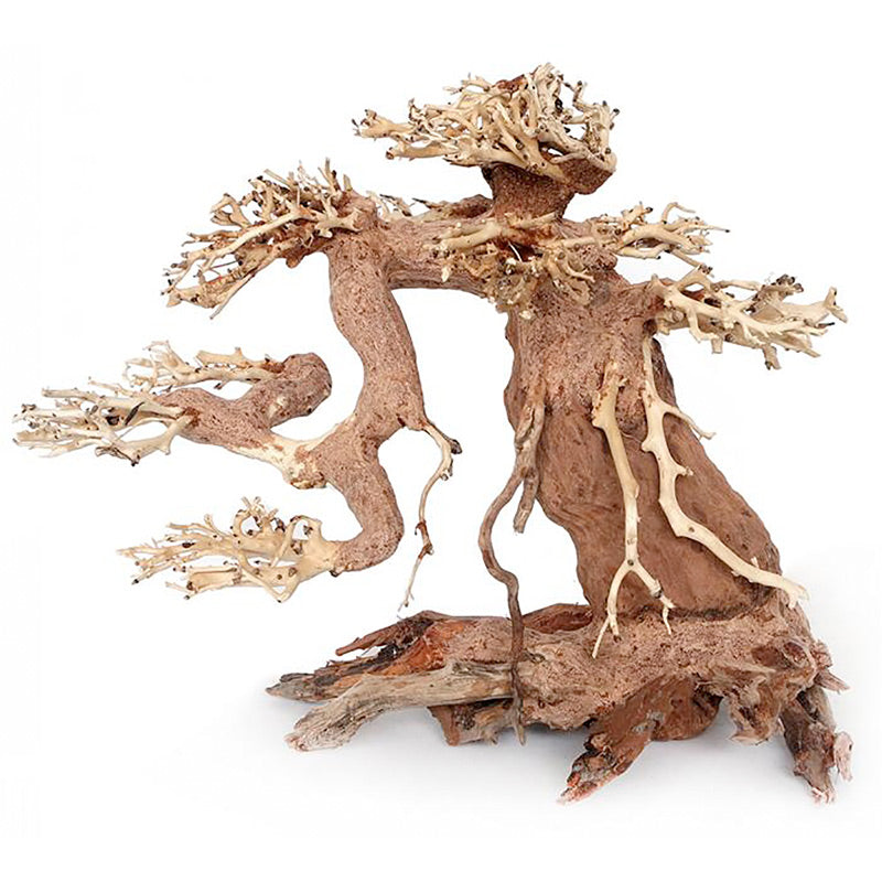 Akvariedek. Bonsai rod s 15x10x8 cm