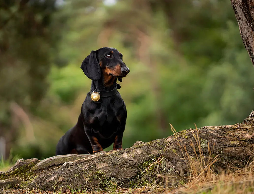 Dog Dual Lygte 48x30x24 mm guld - Maxi Zoo Danmark