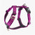 Purple-Passion