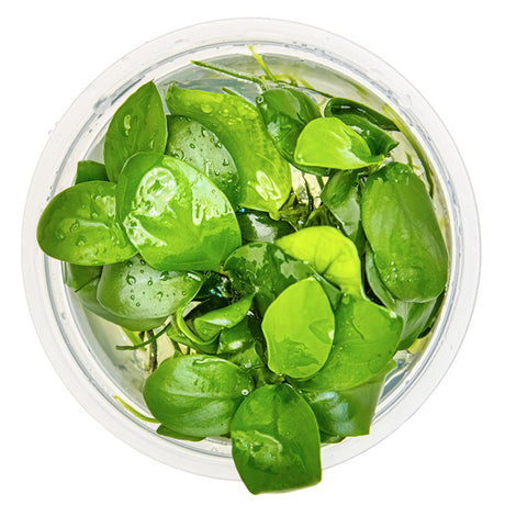 Anubias barteri nana