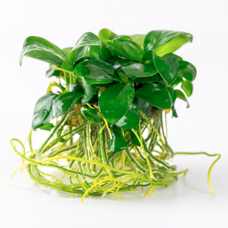 Anubias barteri nana