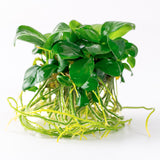 Anubias barteri nana