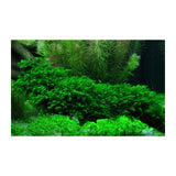 Fissidens fontanus