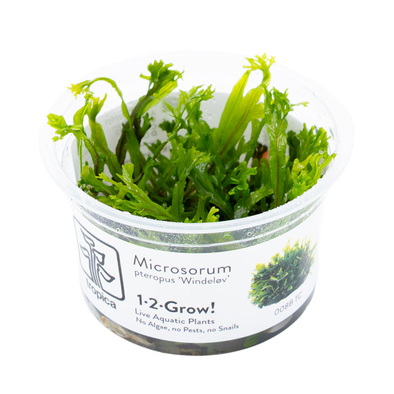 Microsorum pteropus 'Windeløv'  bæger
