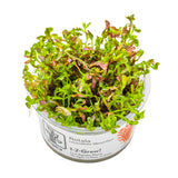 Rotala rotundifolia  Blood Red bæger