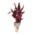 Alternanthera reineckii 'Pink'  clip