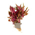 Alternanthera reineckii  Rosanervig clip