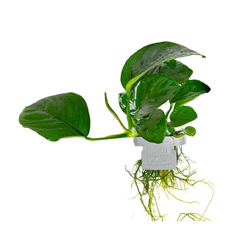 Anubias barteri caladiifolia  clip