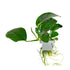 Anubias barteri caladiifolia  clip