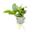 Anubias barteri nana  clip