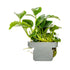 Anubias barteri 'Petite'  clip