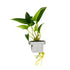 Anubias gracilis  clip