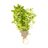 Bacopa caroliniana  clip