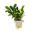 Bucephalandra pygmaea  Bukit Kelam clip