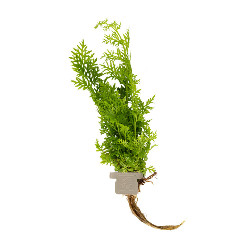 Ceratopteris thalictroides  clip