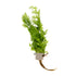 Ceratopteris thalictroides  clip