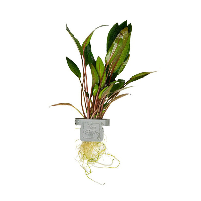 Cryptocoryne beckettii  Petchii clip