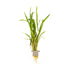Cryptocoryne spiralis 'Red'  clip
