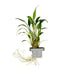 Cryptocoryne x willisii  clip
