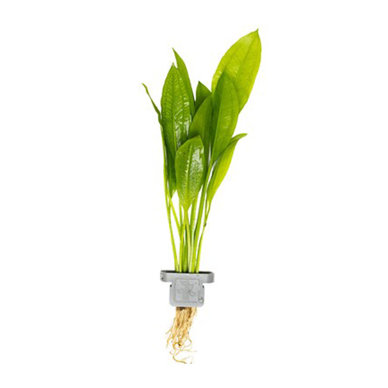 Echinodorus grisebachii  Bleherae clip