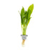 Echinodorus grisebachii  Bleherae clip