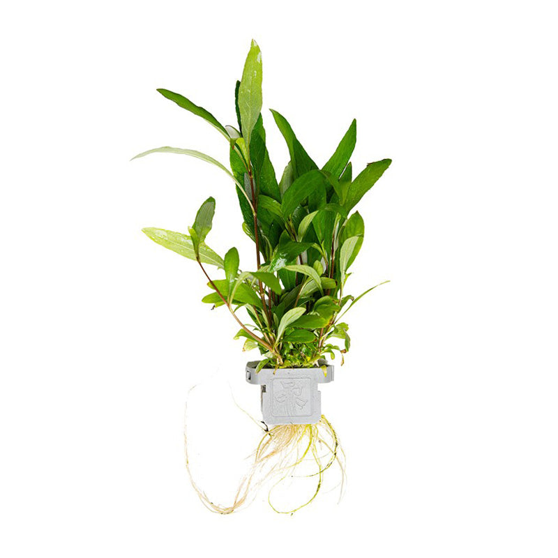 Hygrophila corymbosa  Siamensis 53B clip