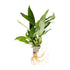 Hygrophila corymbosa 'Stricta'  clip