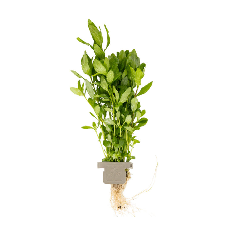 Hygrophila polysperma  clip