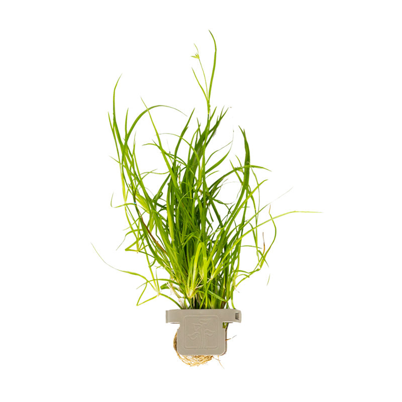 Juncus repens  clip