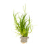 Juncus repens  clip