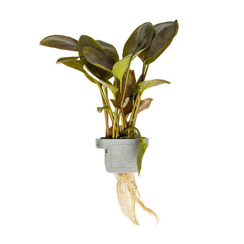 Lagenandra meeboldii 'Red'  clip