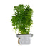 Limnophila sessiliflora  clip